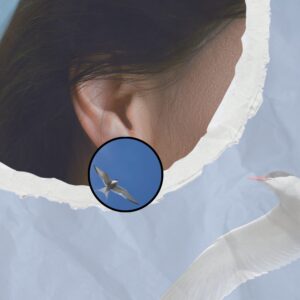 travel(r)ing kõrvarõngad – MATSALU, Artic Tern, photo Kaarel Kaisel