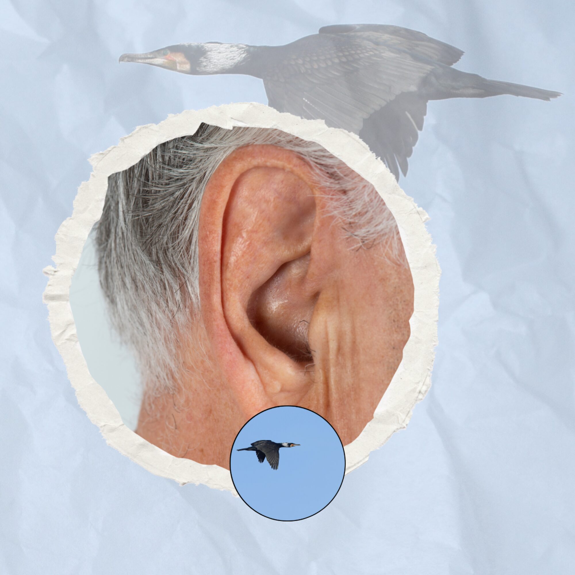 travel(r)ing kõrvarõngad – MATSALU, 2025 aasta lind - kormoran , photo Kaarel Kaisel